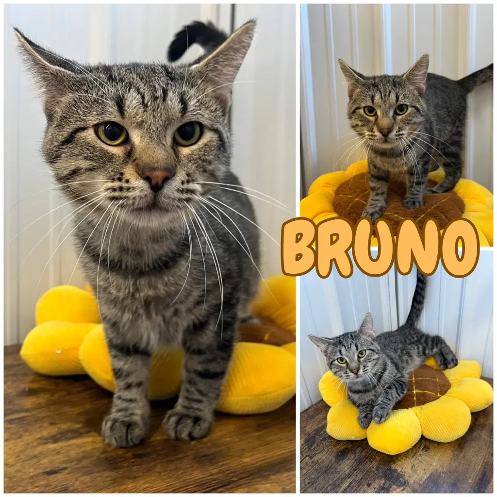 Zero Bruno - Domestic Short Hair