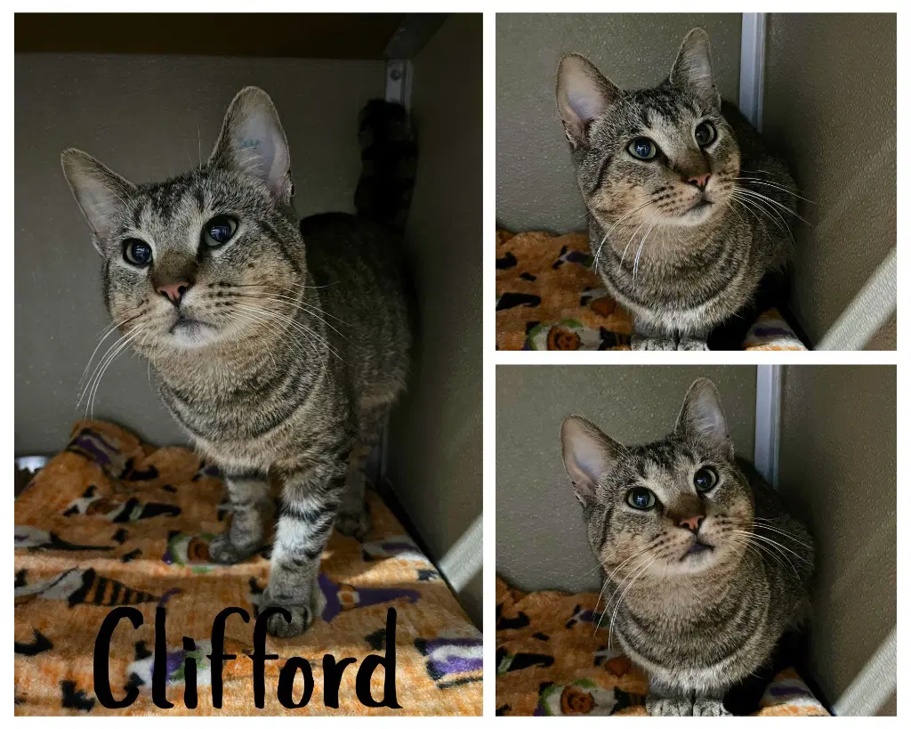 Clifford - Domestic Short Hair