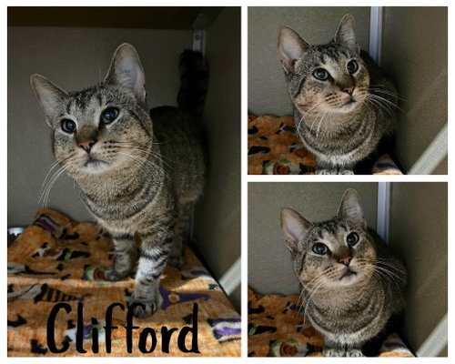 Clifford, a cat for adoption from Animal Welfare League of Kosciusko County