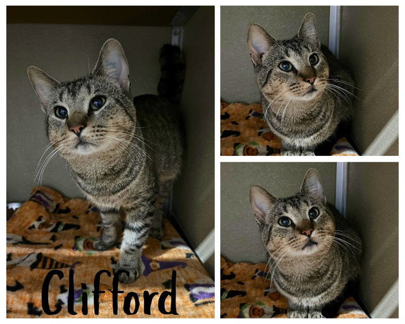 Clifford, an adult male cat up for adoption