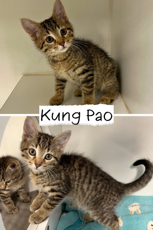 Kung Pao Chicken, a cat for adoption from Animal Welfare League of Kosciusko County