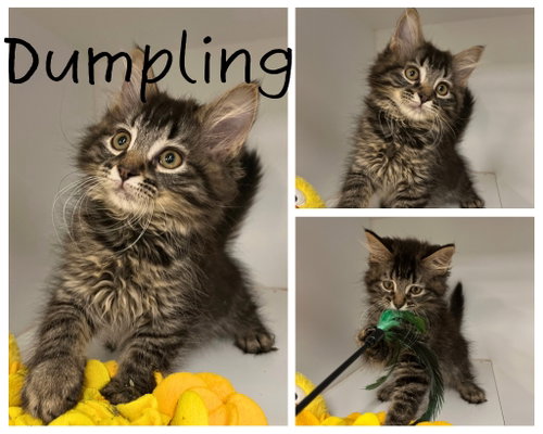 Dumpling