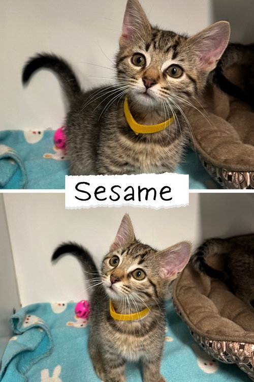 Sesame Chicken, a cat for adoption from Animal Welfare League of Kosciusko County