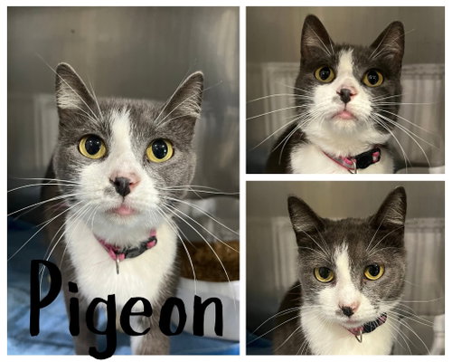Pigeon, a cat for adoption from Animal Welfare League of Kosciusko County