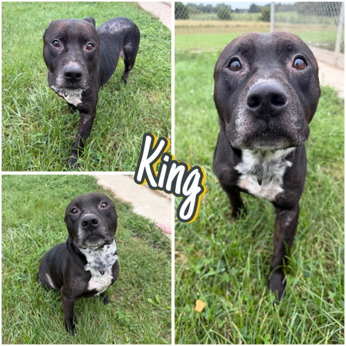 King, a dog for adoption from Animal Welfare League of Kosciusko County