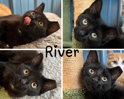 River, a cat for adoption from Animal Welfare League of Kosciusko County