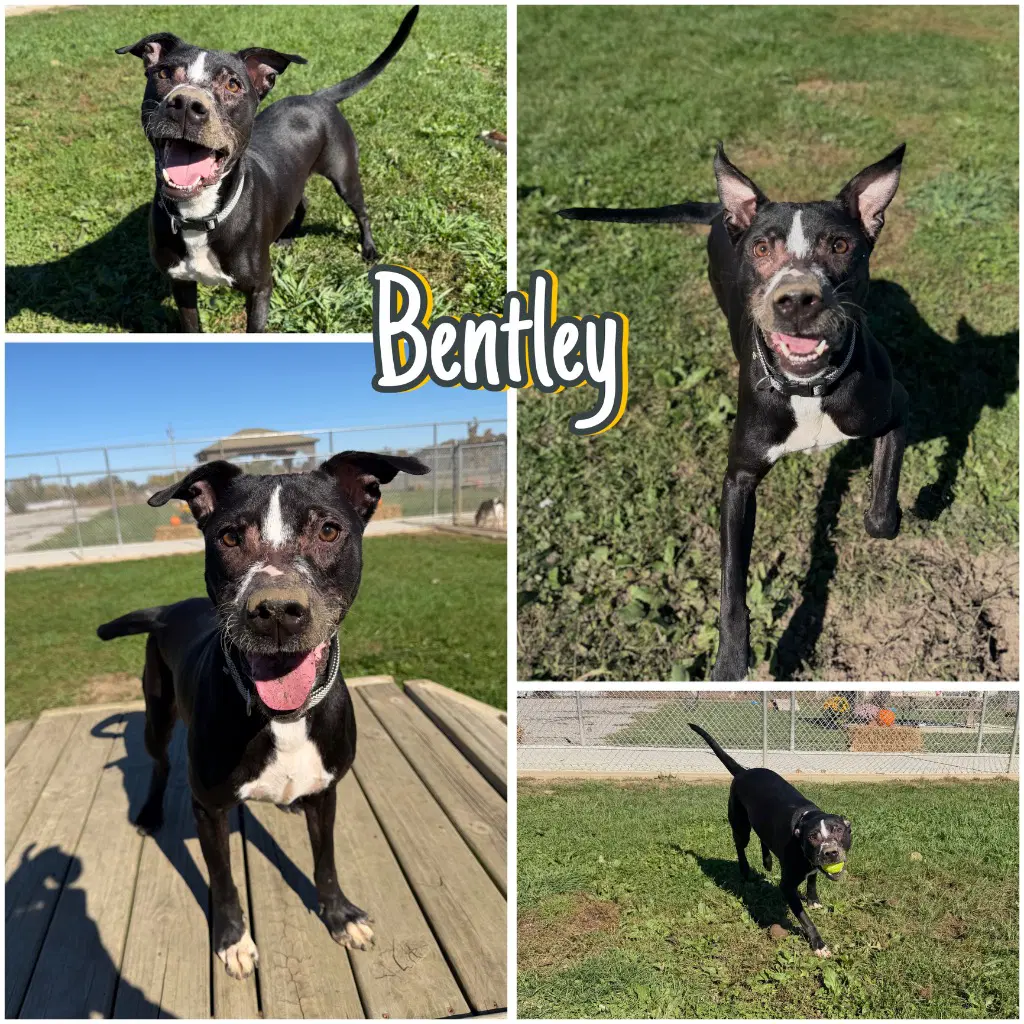 Bentley - American Staffordshire Terrier