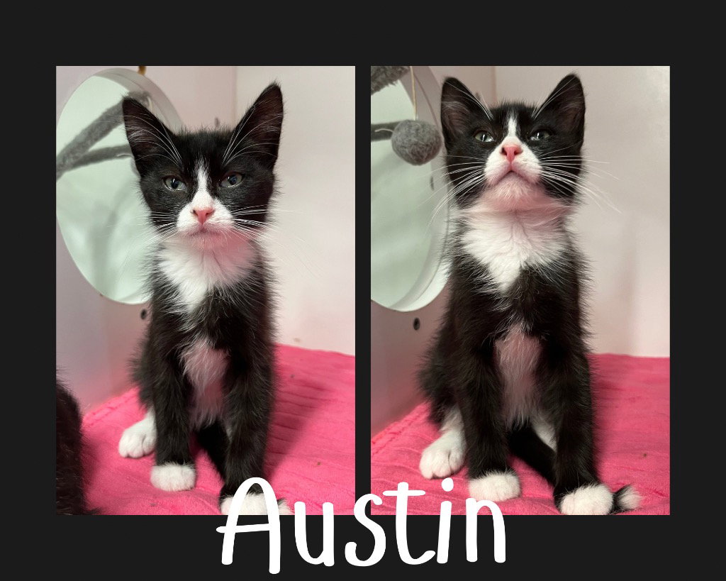 Austin, Domestic Short Hair