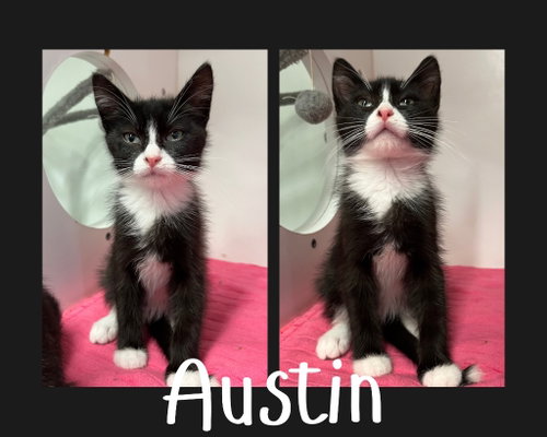 Austin, a cat for adoption from Animal Welfare League of Kosciusko County