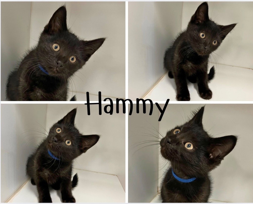 Hammy, Domestic Short Hair