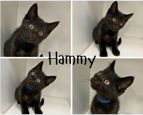 Hammy, a cat for adoption from Animal Welfare League of Kosciusko County