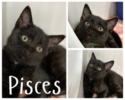 Pisces, a cat for adoption from Animal Welfare League of Kosciusko County