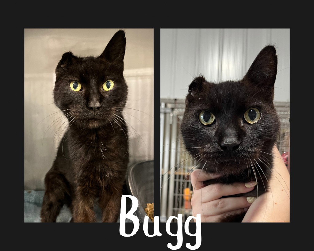 Eli (Bugg), Domestic Short Hair