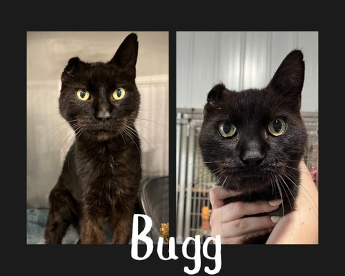 Eli (Bugg), a cat for adoption from Animal Welfare League of Kosciusko County