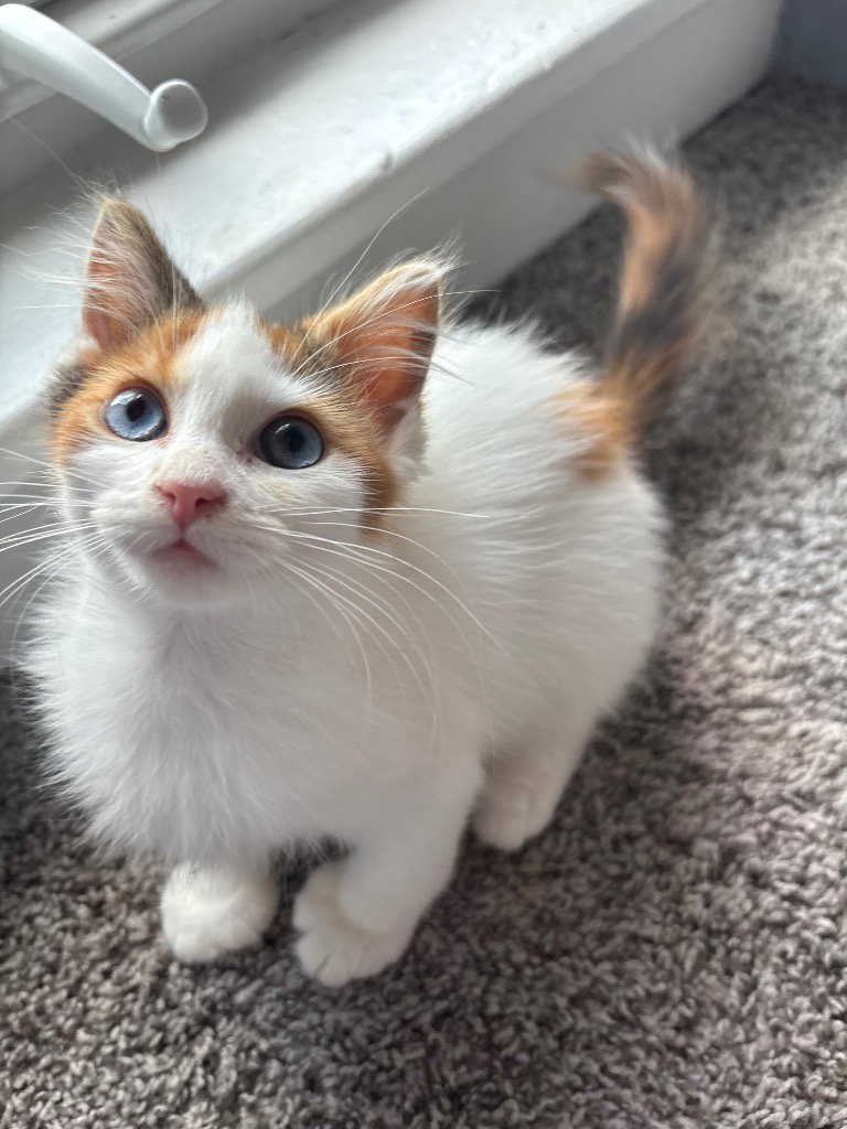 Flea Bag- In Foster - Call for appt, Domestic Long Hair