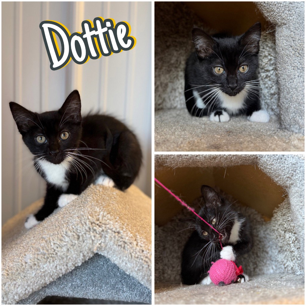 Dottie, Domestic Short Hair