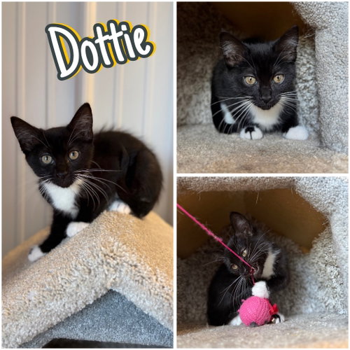 Dottie, a cat for adoption from Animal Welfare League of Kosciusko County