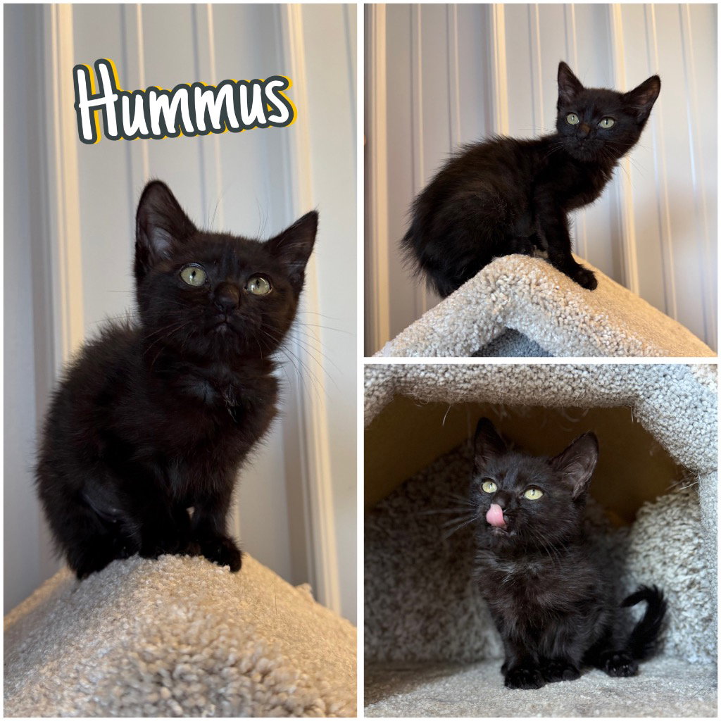 Hummus, Domestic Short Hair