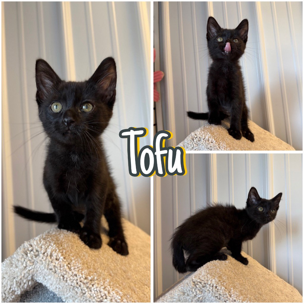 Tofu, Domestic Short Hair