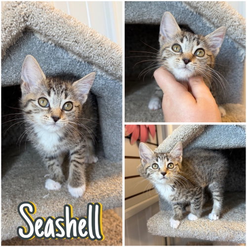 Seashell, a cat for adoption from Animal Welfare League of Kosciusko County