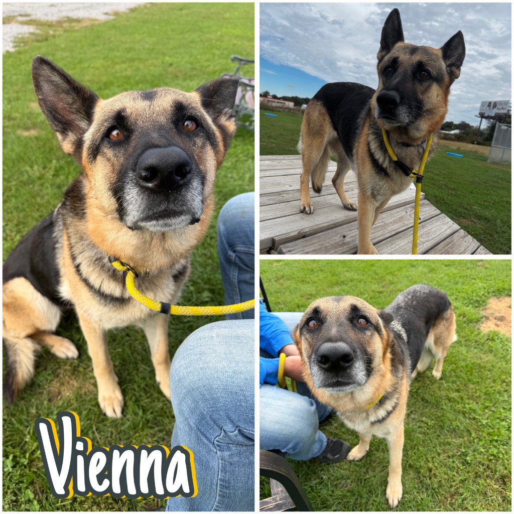 Vienna, German Shepherd Dog