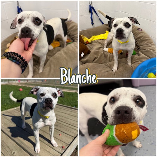 Blanche, a dog for adoption from Animal Welfare League of Kosciusko County