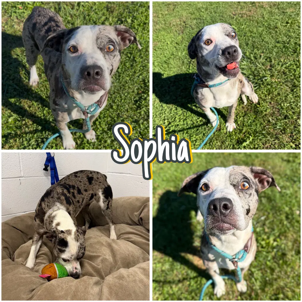 Sophia - American Staffordshire Terrier