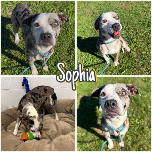 Sophia, a dog for adoption from Animal Welfare League of Kosciusko County