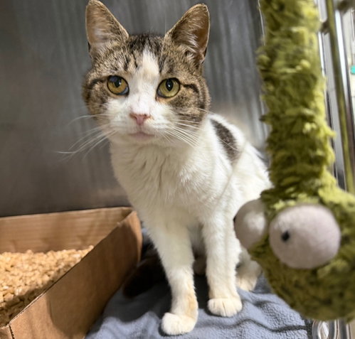 Tatum, a cat for adoption from Animal Welfare League of Kosciusko County