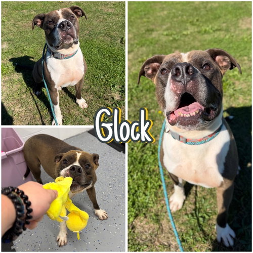 Glock, a dog for adoption from Animal Welfare League of Kosciusko County