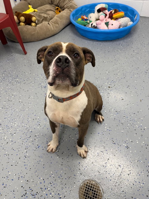 Photo 4 of Glock