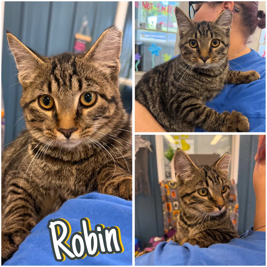 Robin - Domestic Short Hair