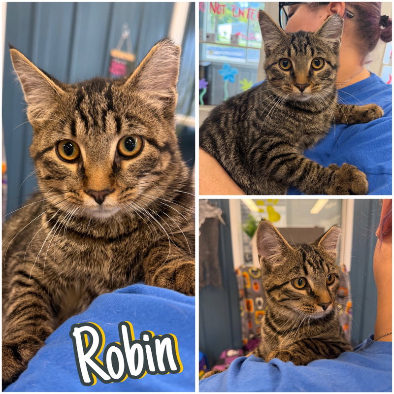 Robin, a young male cat up for adoption