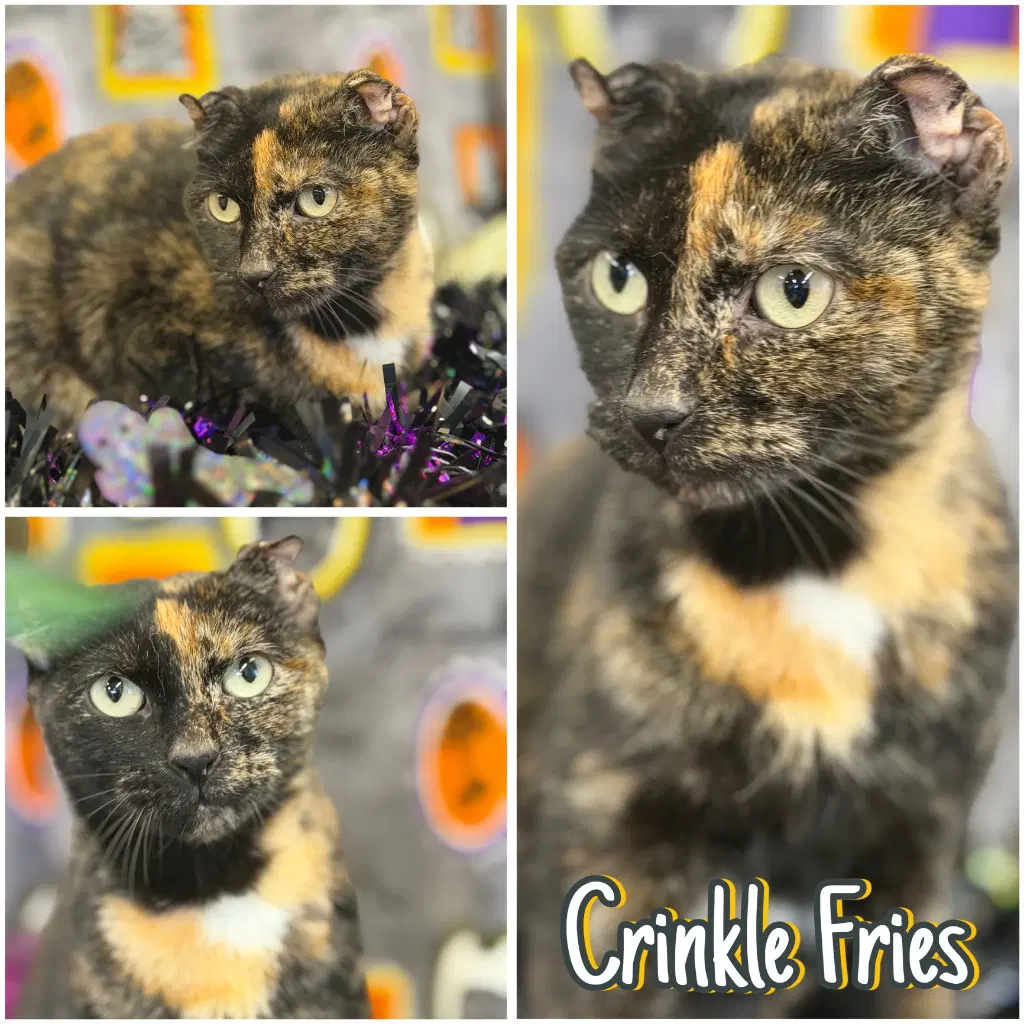 Crinkle Fries - Domestic Short Hair