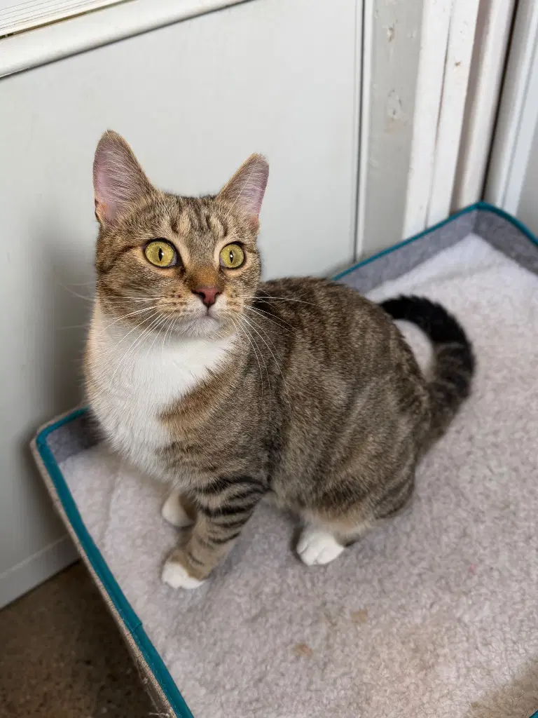 Hannah Banana - Domestic Short Hair