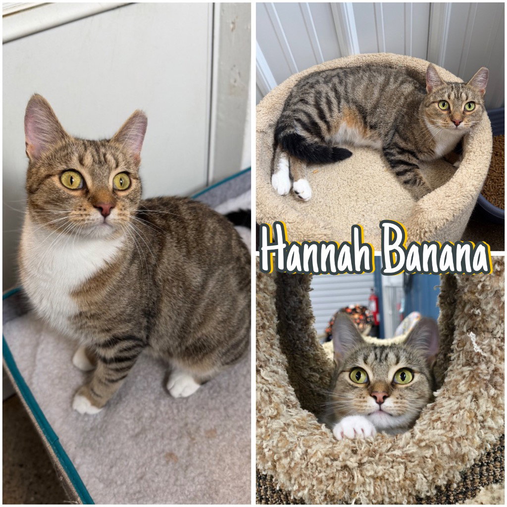 Hannah Banana