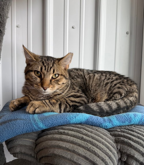 Harrison, a cat for adoption from Animal Welfare League of Kosciusko County