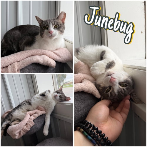 Junebug, a cat for adoption from Animal Welfare League of Kosciusko County