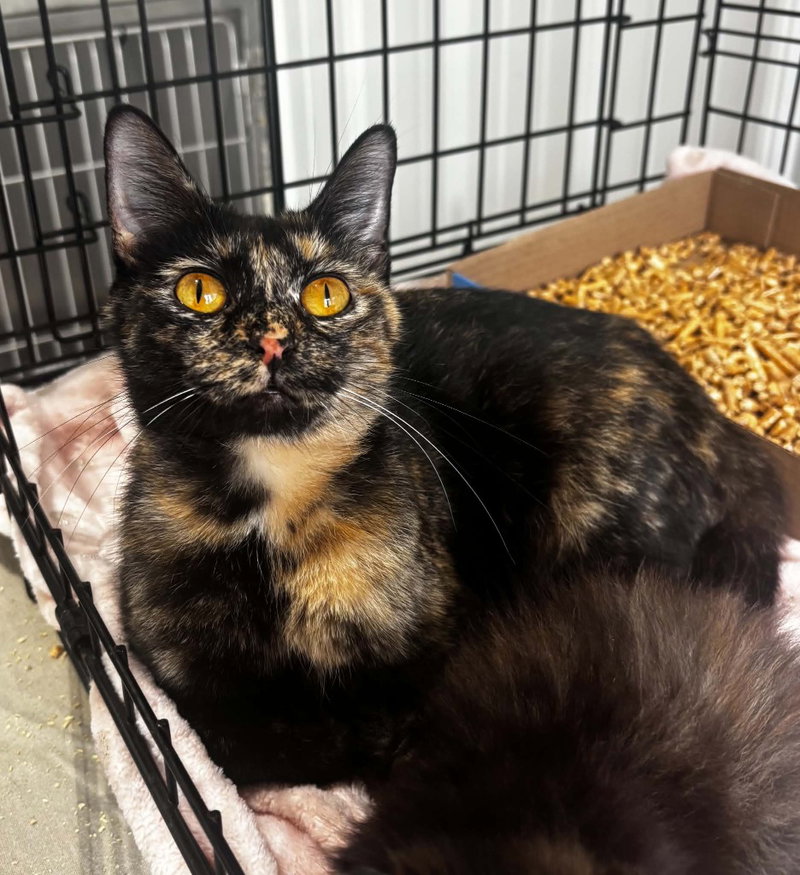 Bp, a young female cat up for adoption