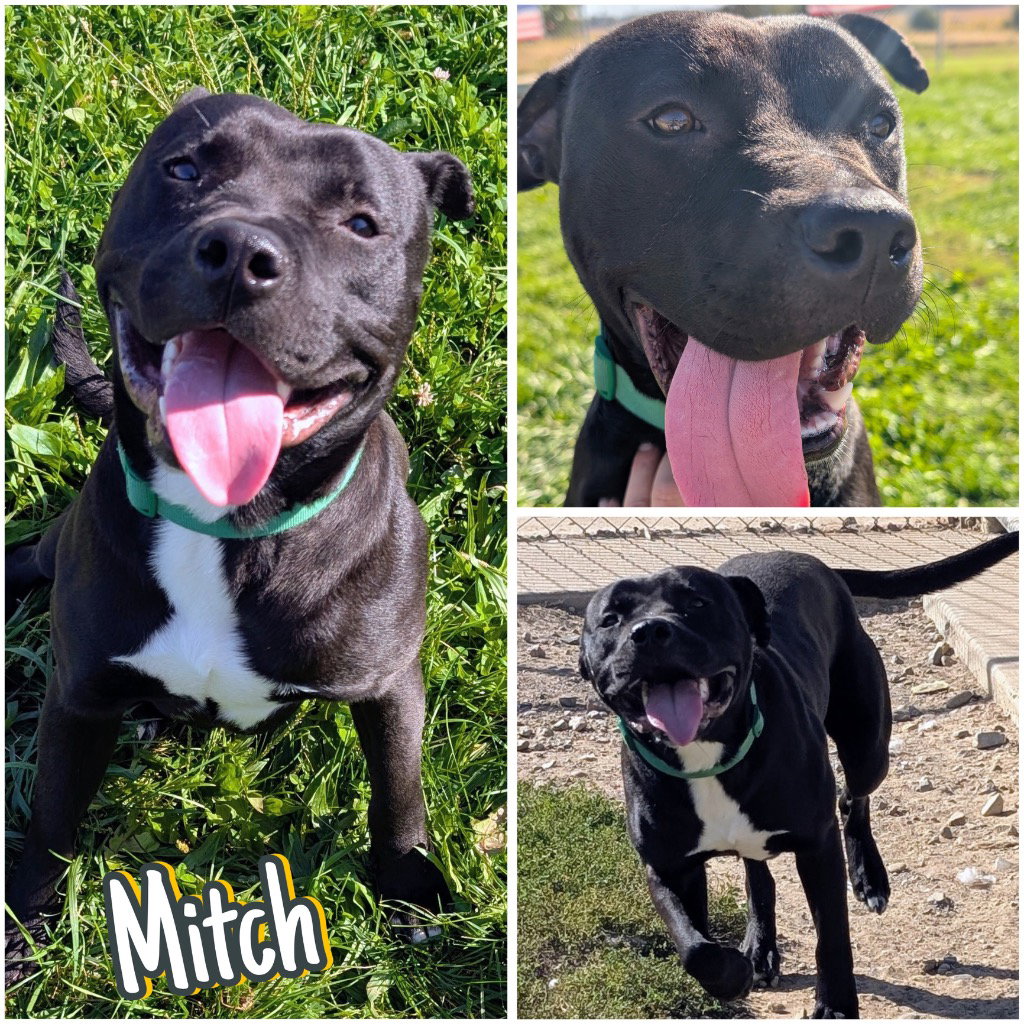 Mitch