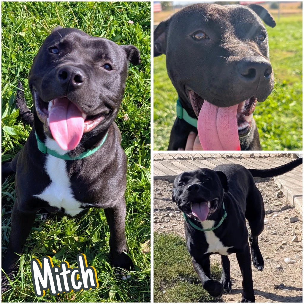 Mitch
