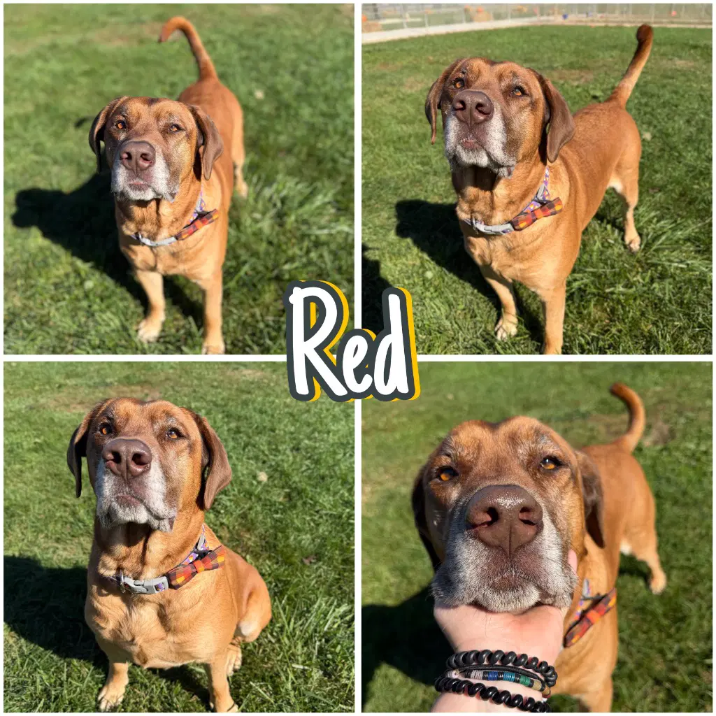 Red - Labrador Retriever