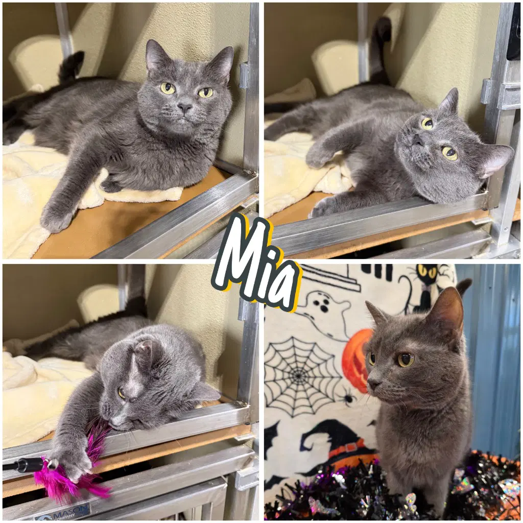 Mia - Fee Waived - Domestic Short Hair