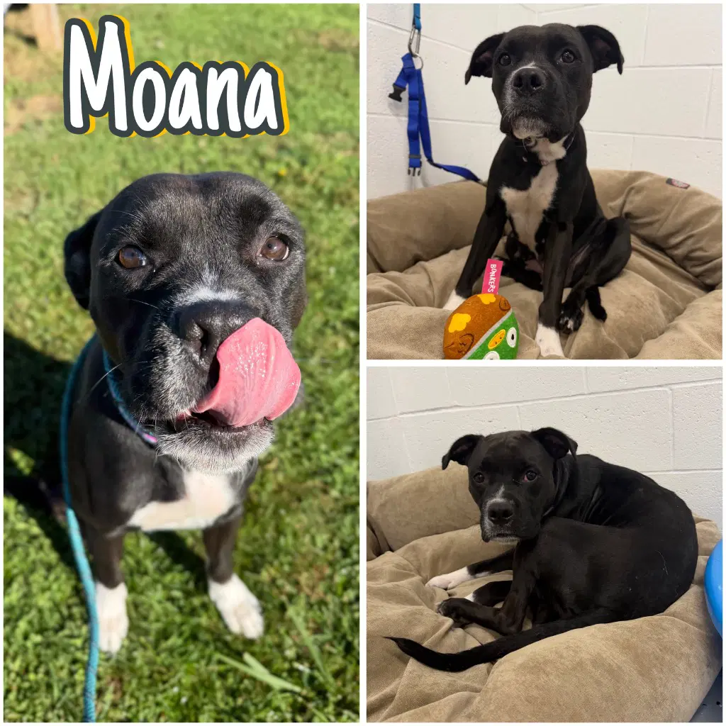 Moana - American Staffordshire Terrier
