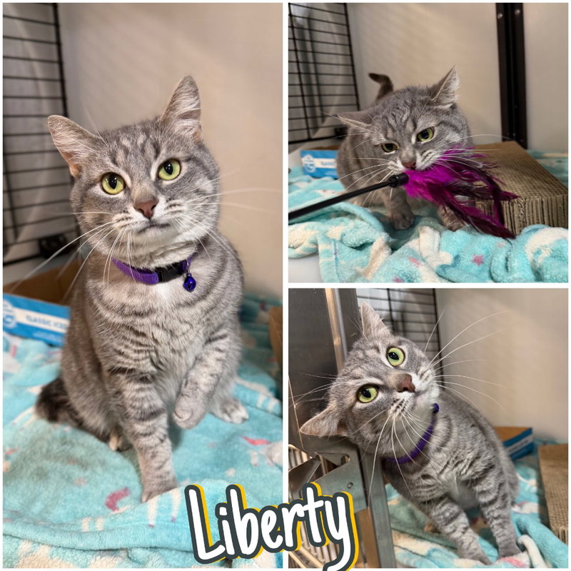Liberty, an adult female cat up for adoption