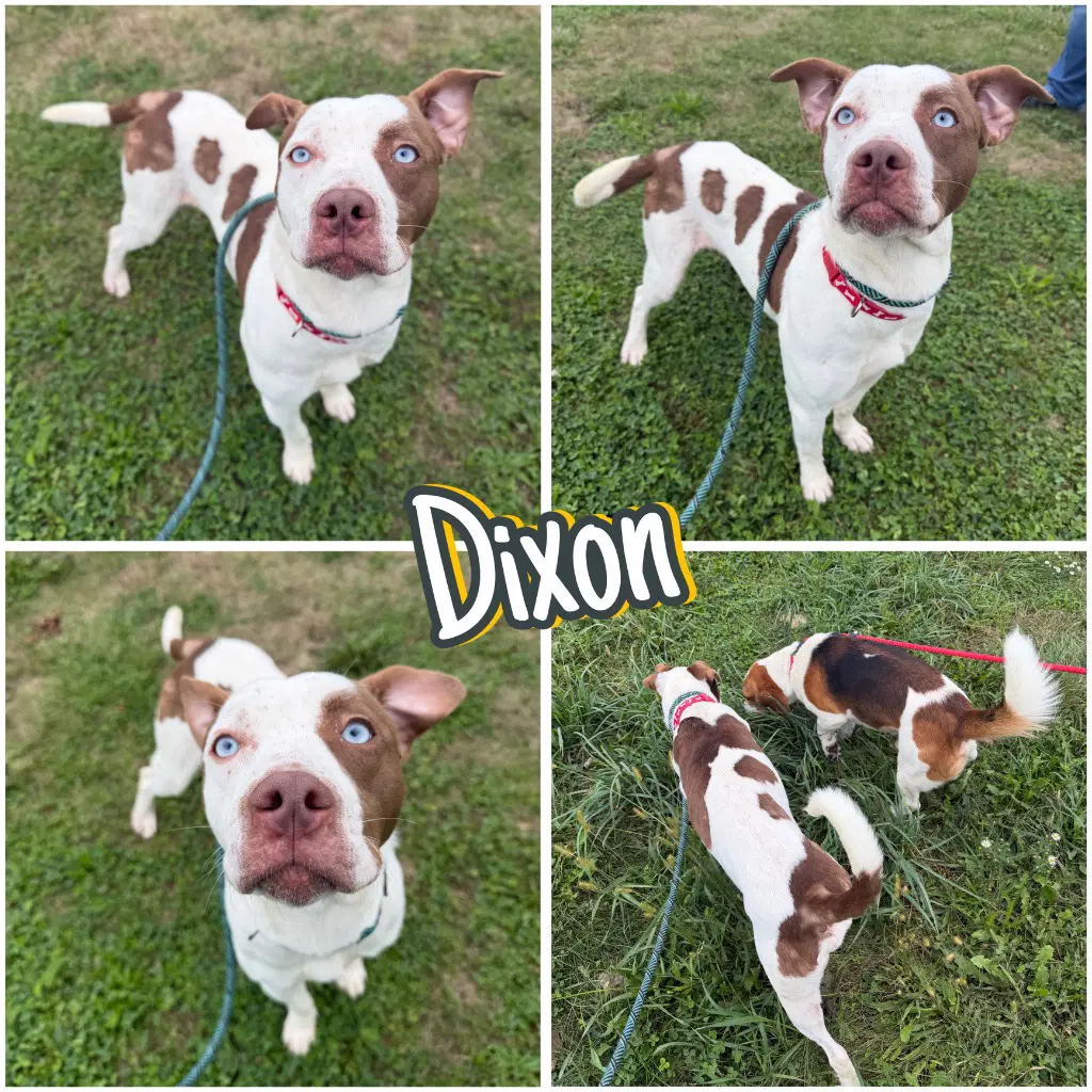 Dixon - American Staffordshire Terrier