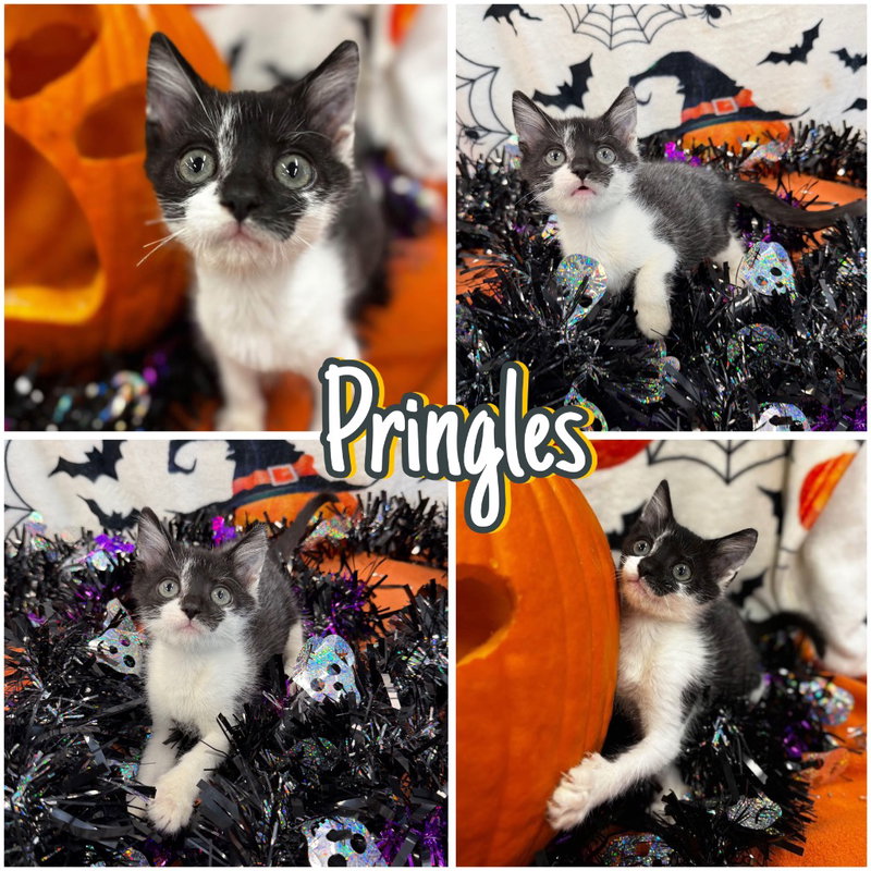 Pringles, a male kitten up for adoption