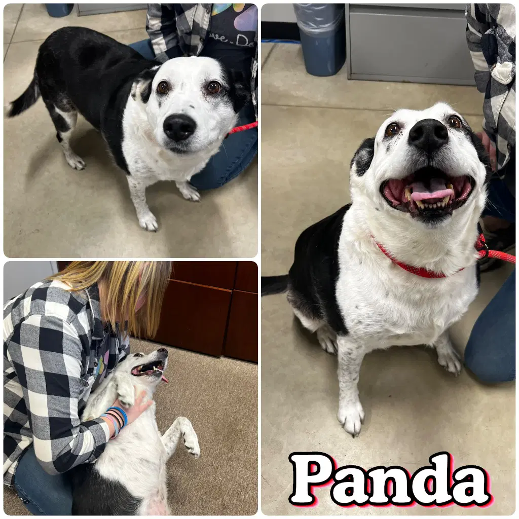 Panda - Australian Shepherd