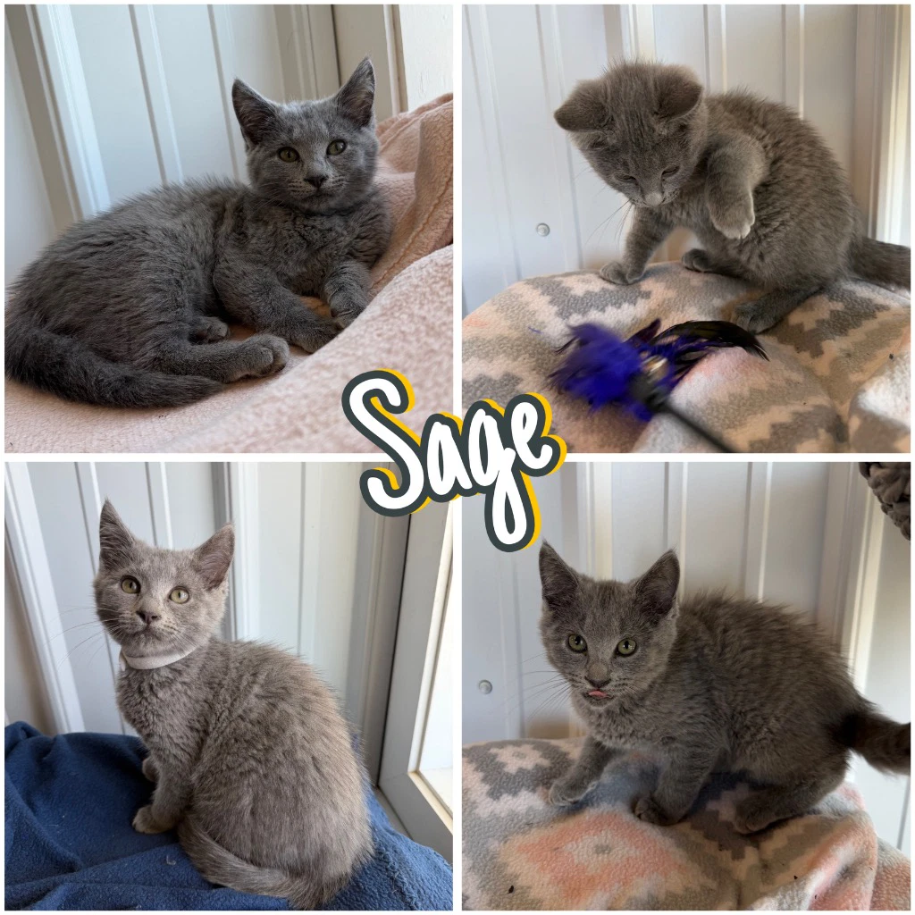 Sage