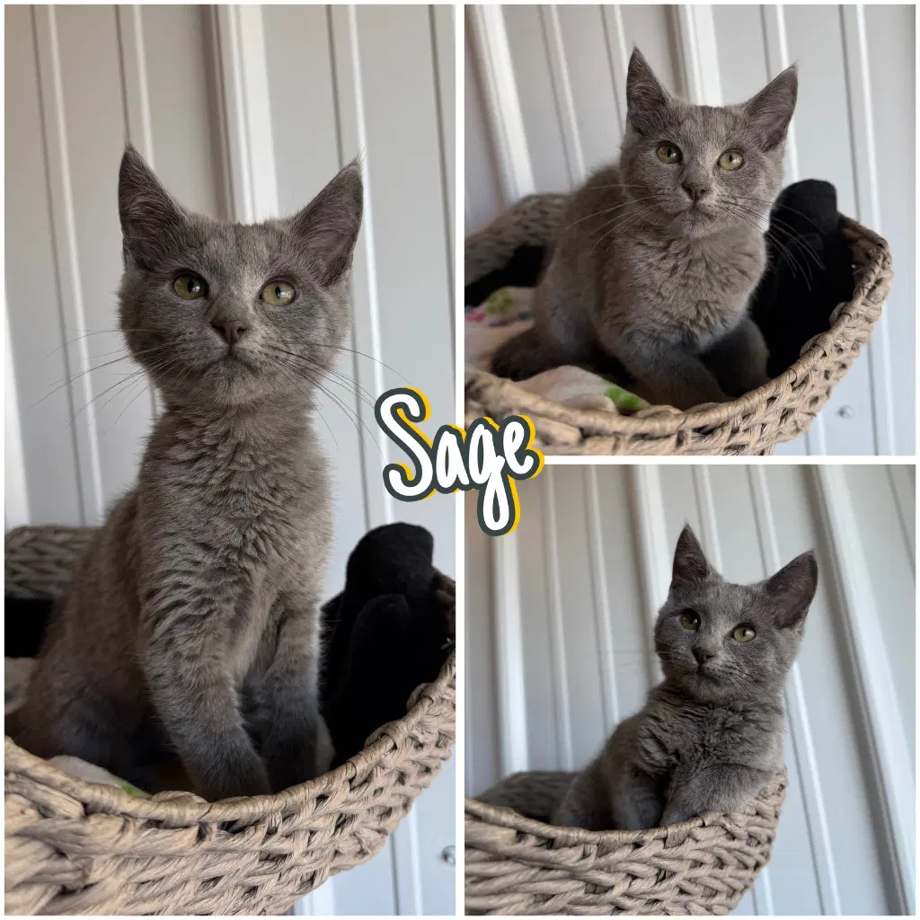 Sage - Domestic Short Hair